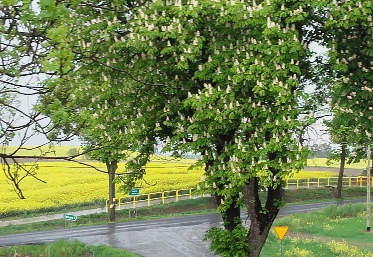 Noclegi Zdzislaw Sieradzki Zbiczno Екстериор снимка